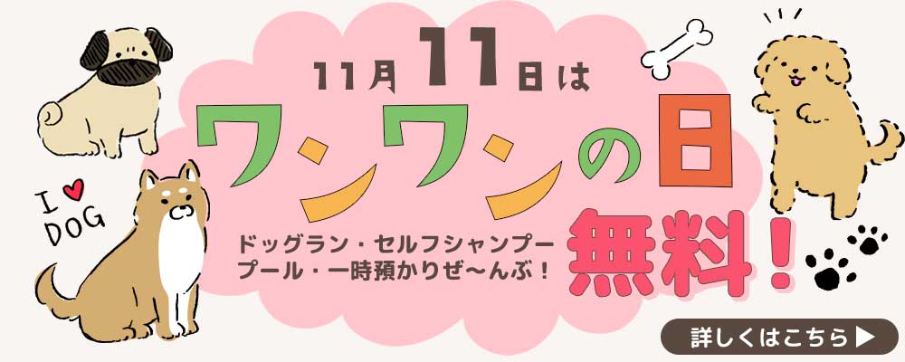 11月11日はワンワンDAY | 茅ヶ崎 室内ドッグラン・ペットホテル